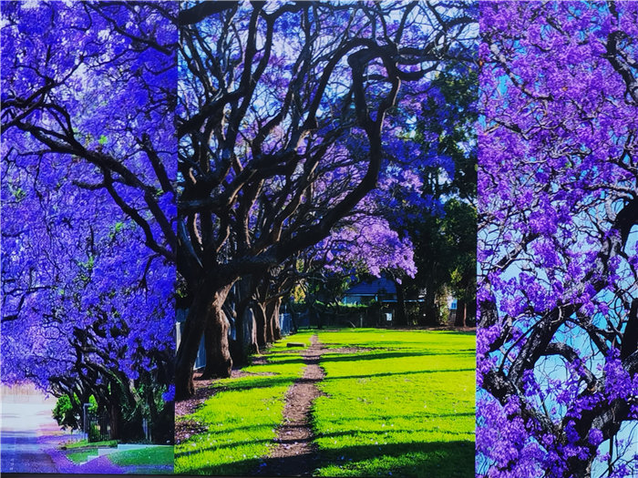 綿陽中旅假日旅行社2025年澳洲暨秋季線路品鑒會